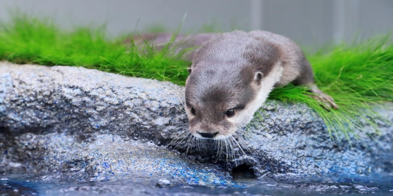 見つめられると思わずうっとり♪