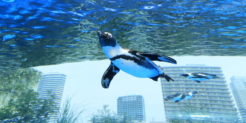 サンシャイン水族館といえば、目玉は間違いなく「空飛ぶペンギン」