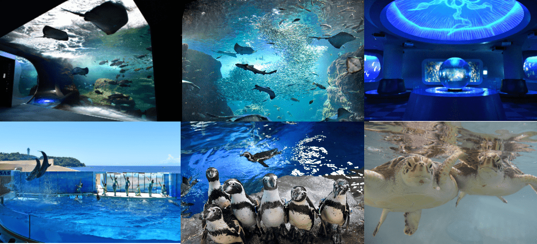 新江ノ島水族館（えのすい）の魅力を徹底レポート！