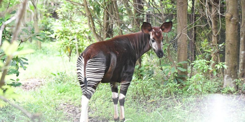 希少動物がみることができる！オカピはズーラシアが日本初公開！