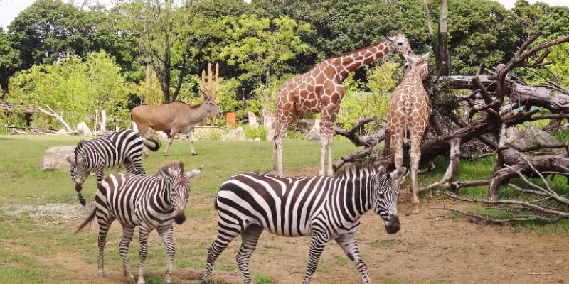 広大なサバンナを再現したアフリカのサバンナ